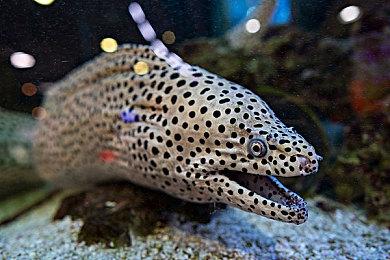 《孤岛危机重制版三部曲》Switch版宣传片 10月15日发售